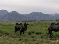-敕勒川草原文化旅游区