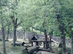 -都江堰中华大熊猫苑