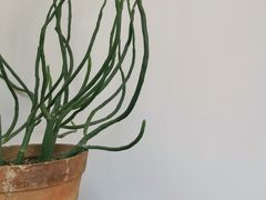 -知亘茶食