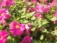 -松山湖梦幻百花洲