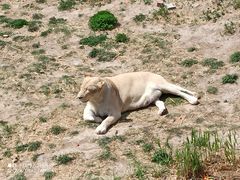 -新疆天山野生动物园