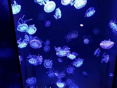 -成都浩海立方海洋公园