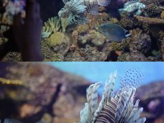 -上海海洋水族馆