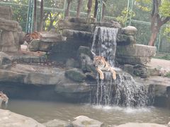 -上海野生动物园
