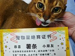 -宠物星动物医院·眼科·异宠·猫科(江南大道总院)