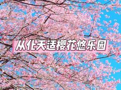 -天适樱花悠乐园