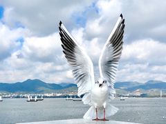 -海埂大坝
