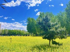 -长白岛森林公园