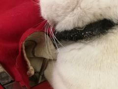 -猫色咖啡·猫咖