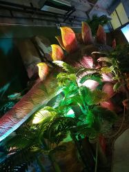 -恐龙探索乐园(磁器口店)