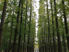 -东平国家森林公园