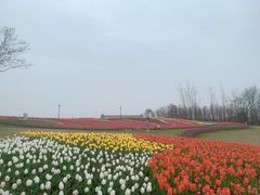 -杭州湾海上花田景区