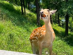 -大连森林动物园