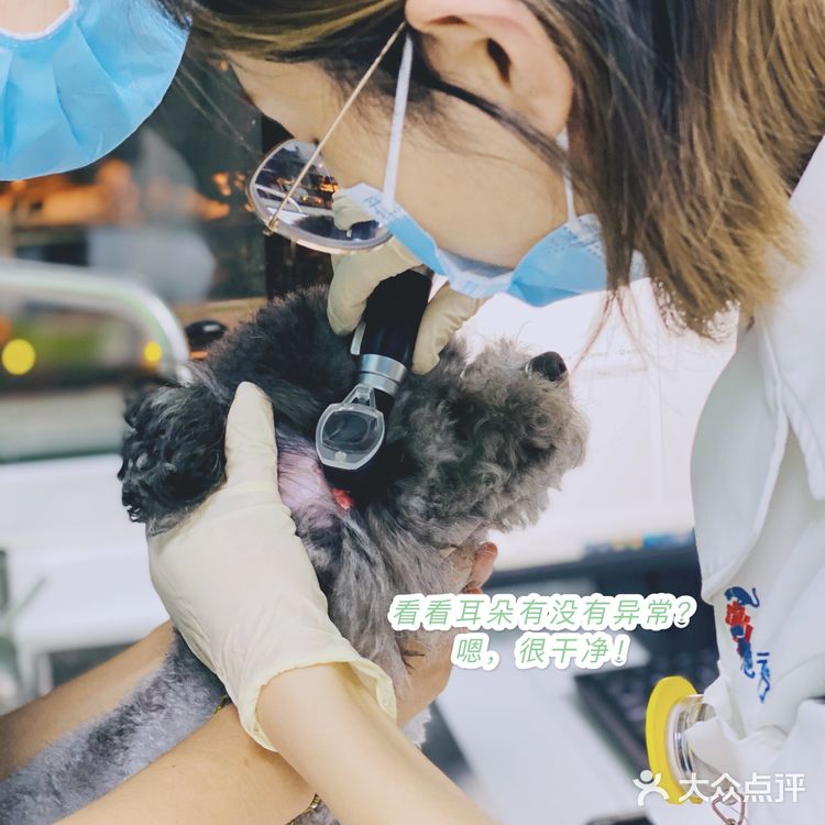 领华宠医·星华宠物医院|医生和环境都非常靠谱的连锁宠物🏥