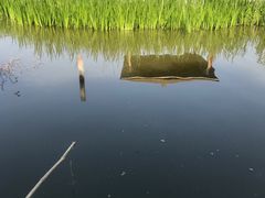 -同銮特种养殖场·龙虾垂钓