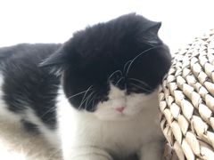 -Catmate·猫肥家润(金润铂宫店)
