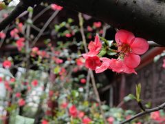 -棠湖公园