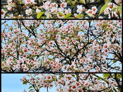 -舒家湾天主教堂