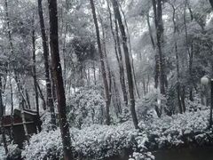 -铁山坪森林公园