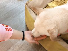 -柴迷FANS CLUB·柴犬狗咖·猫咖