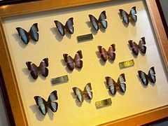 -上海昆虫博物馆