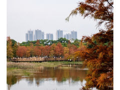 -莲花山公园