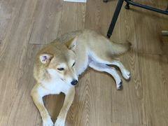 -柴犬高等学院·狗咖·柴犬售卖·宠物训练