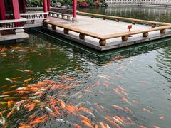 -广东圆玄道观