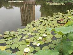 -陈家山荷花公园