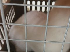 -艾吉宠物医院·疑难杂症转诊中心·猫友好(碧江路院)