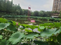 -陈家山荷花公园