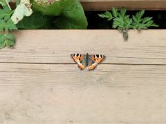 -白草畔自然风景区