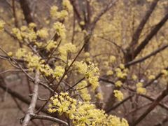 -黑河国家森林公园