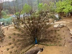 -丽泽山庄·生态怀柔菜·虹鳟鱼(红螺寺店)