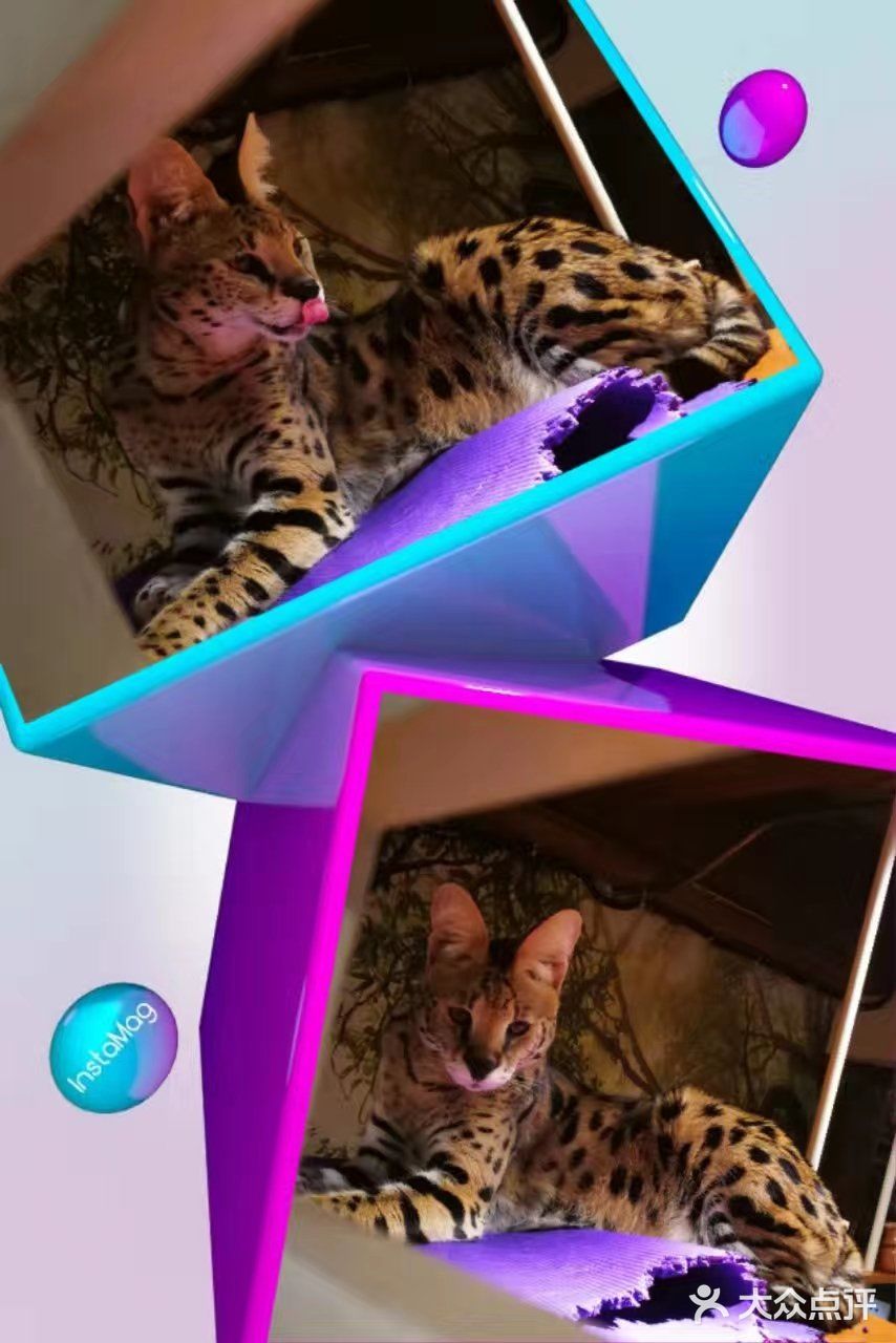 是一家以猫为主题的网红餐厅