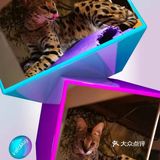 是一家以猫为主题的网红餐厅