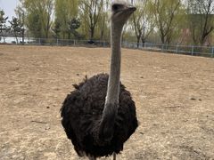 -太阳部落