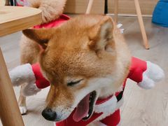 -柴迷FANS CLUB·柴犬狗咖·猫咖
