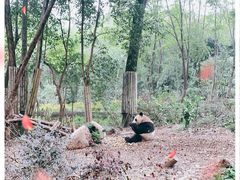 -成都大熊猫繁育研究基地