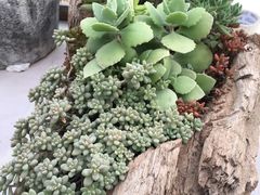 -龙大花卉苗木市场