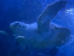 -左海海底世界