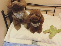 宠物寄养间-Oh My Dog宠物沙龙(伊珊娜皮毛护理店)