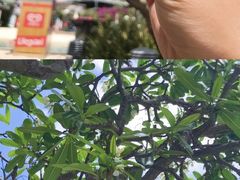 -布里斯班南岸公园