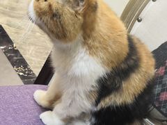 -宠爱国际动物医院· 猫科· 外科·中兽医(长白店)