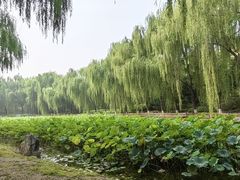 -东升八家郊野公园