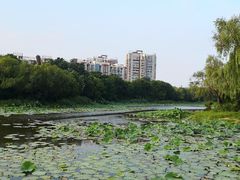 -新江湾城公园