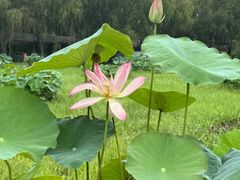 -滕州微山湖红荷湿地景区