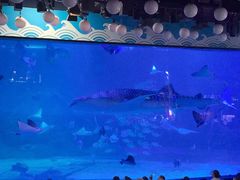 -烟台海昌鲸鲨海洋公园