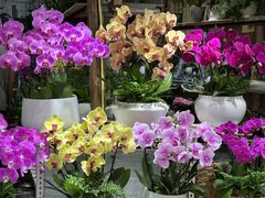 -桂林市花鸟市场