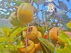 -幽岚山·童话森林